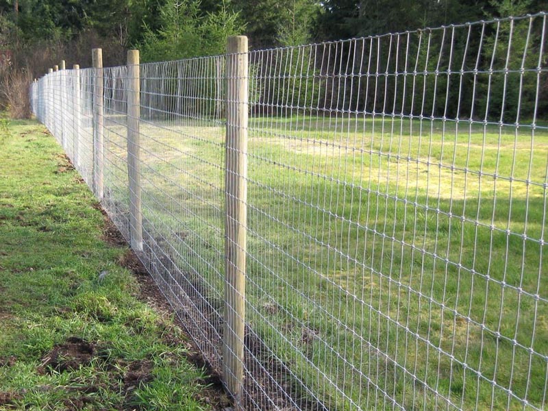 �B(y��ng)ֳ���ھW(w��ng)�N�(l��i)�����b����